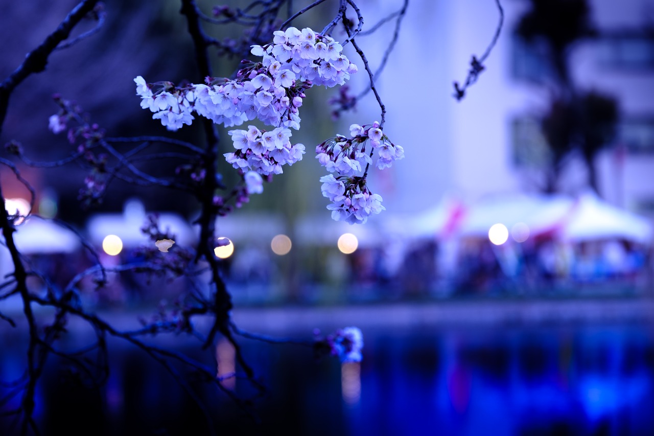 cherry cherry blossoms sakura free photo