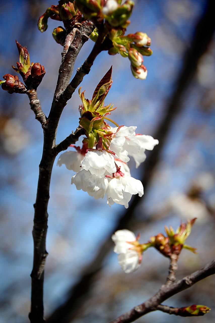 cherry blossom bloom free photo