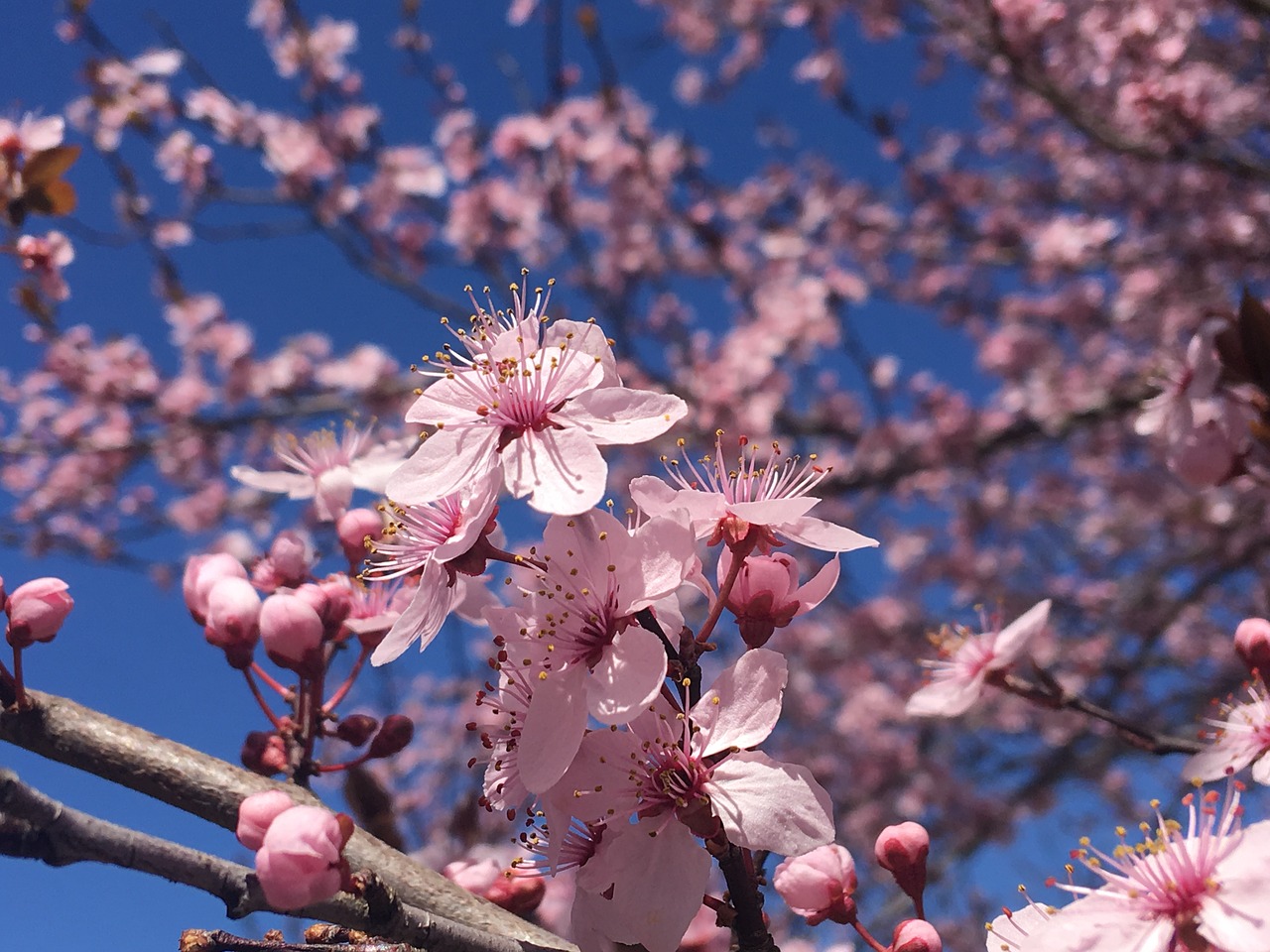 cherry blossoms tree free photo