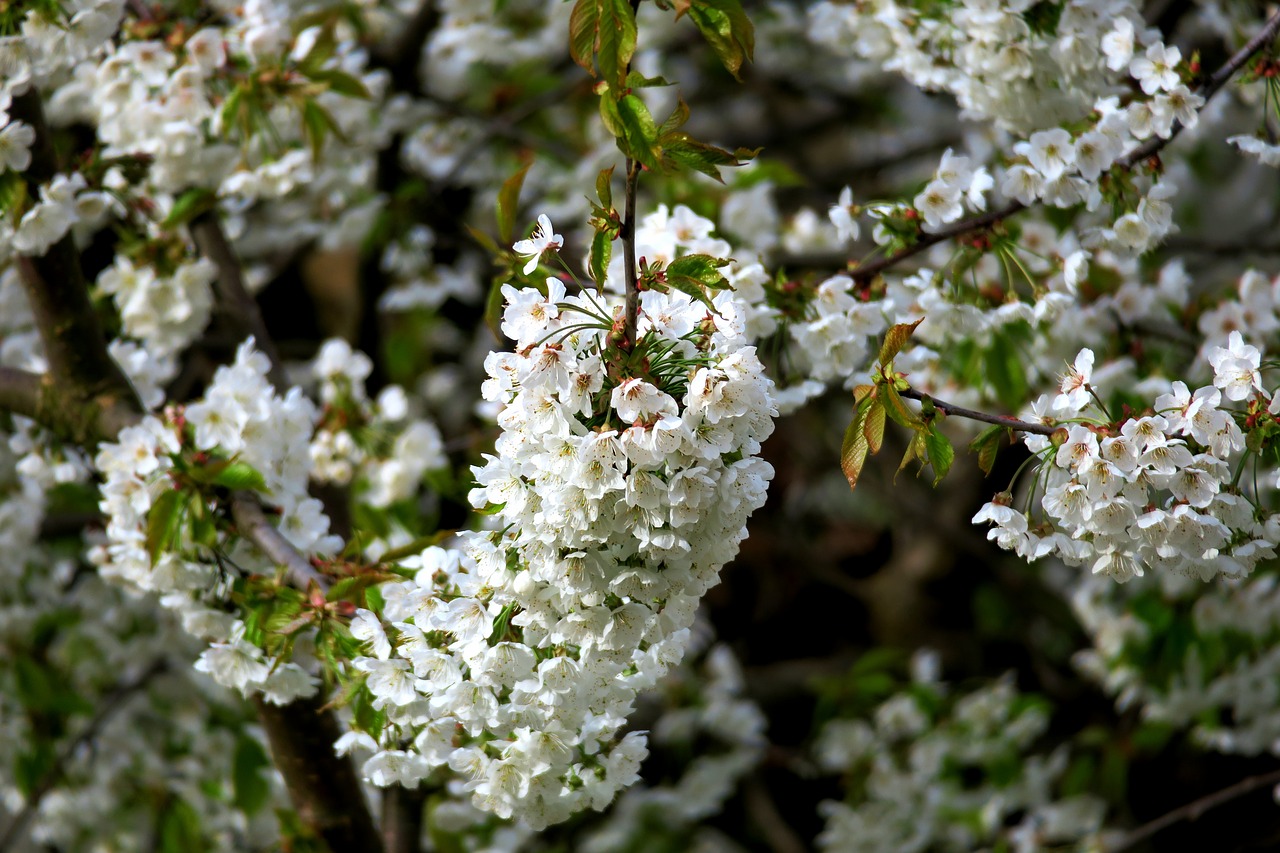 cherry cherry blossom white blossom free photo