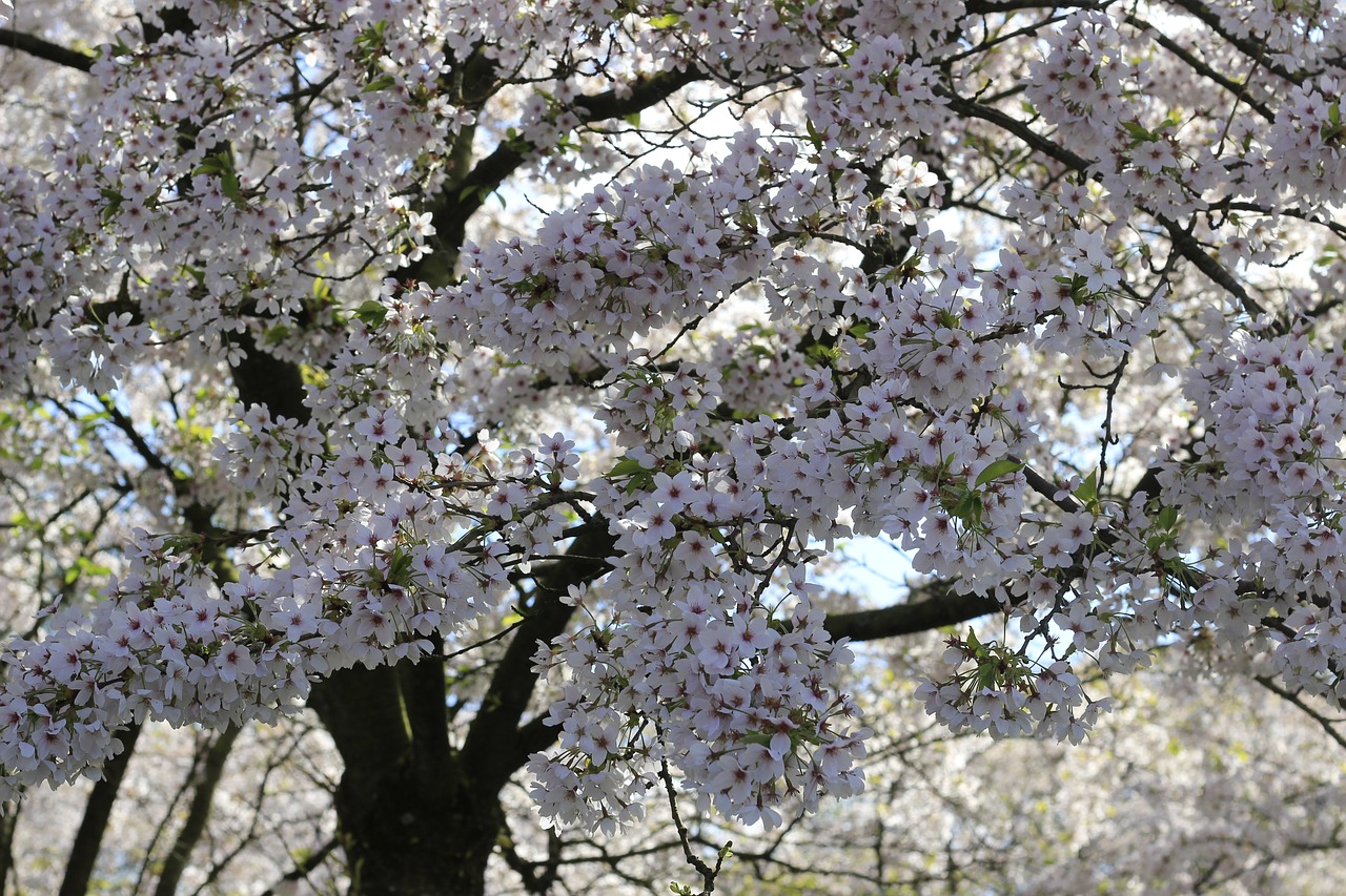 cherry tree blossom free photo