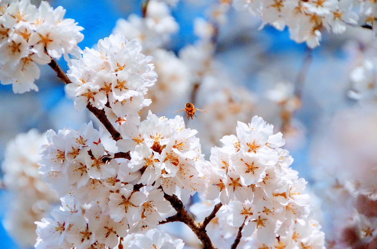 cherry spring flowers free photo