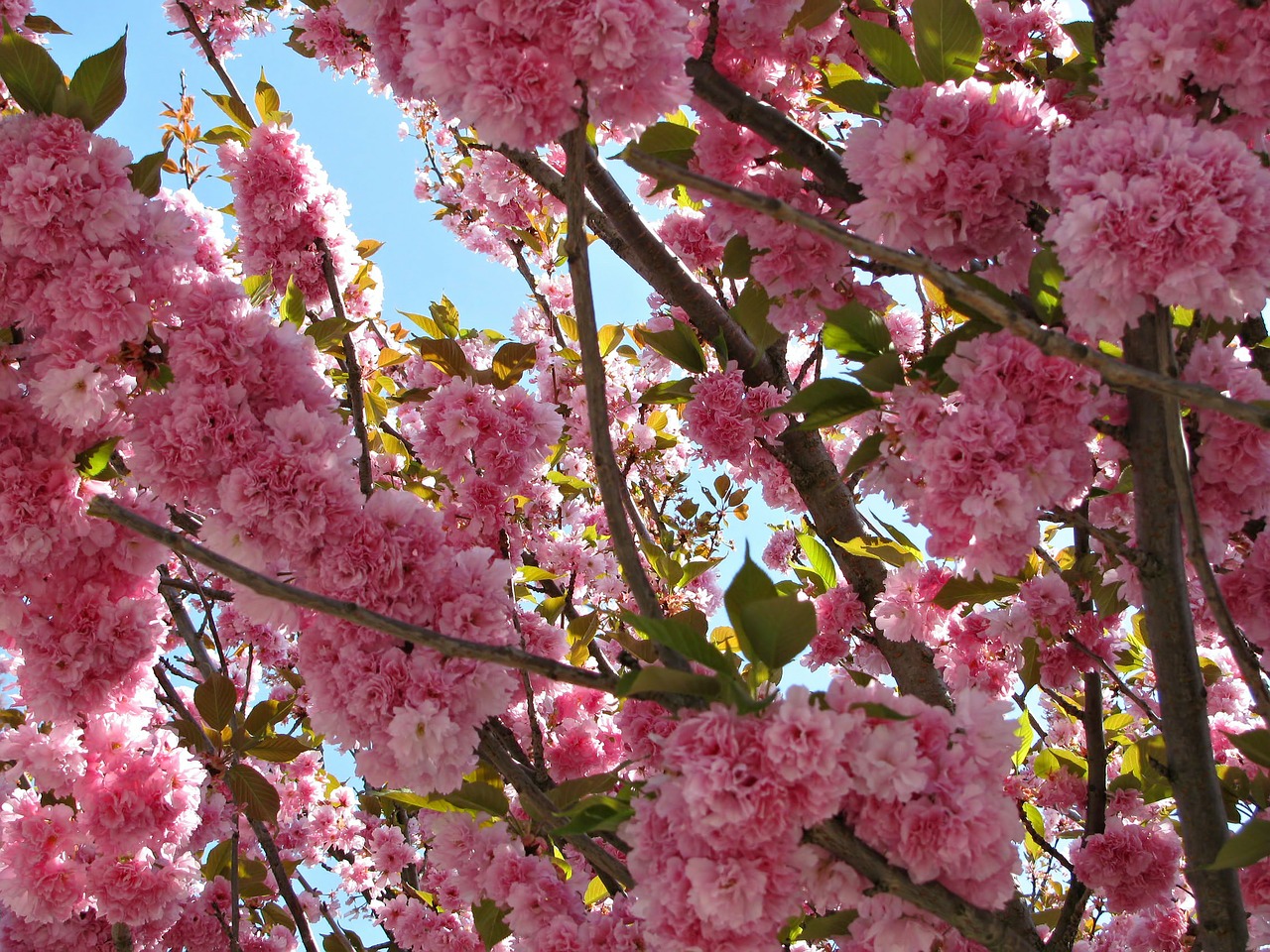 cherry tree blossom free photo