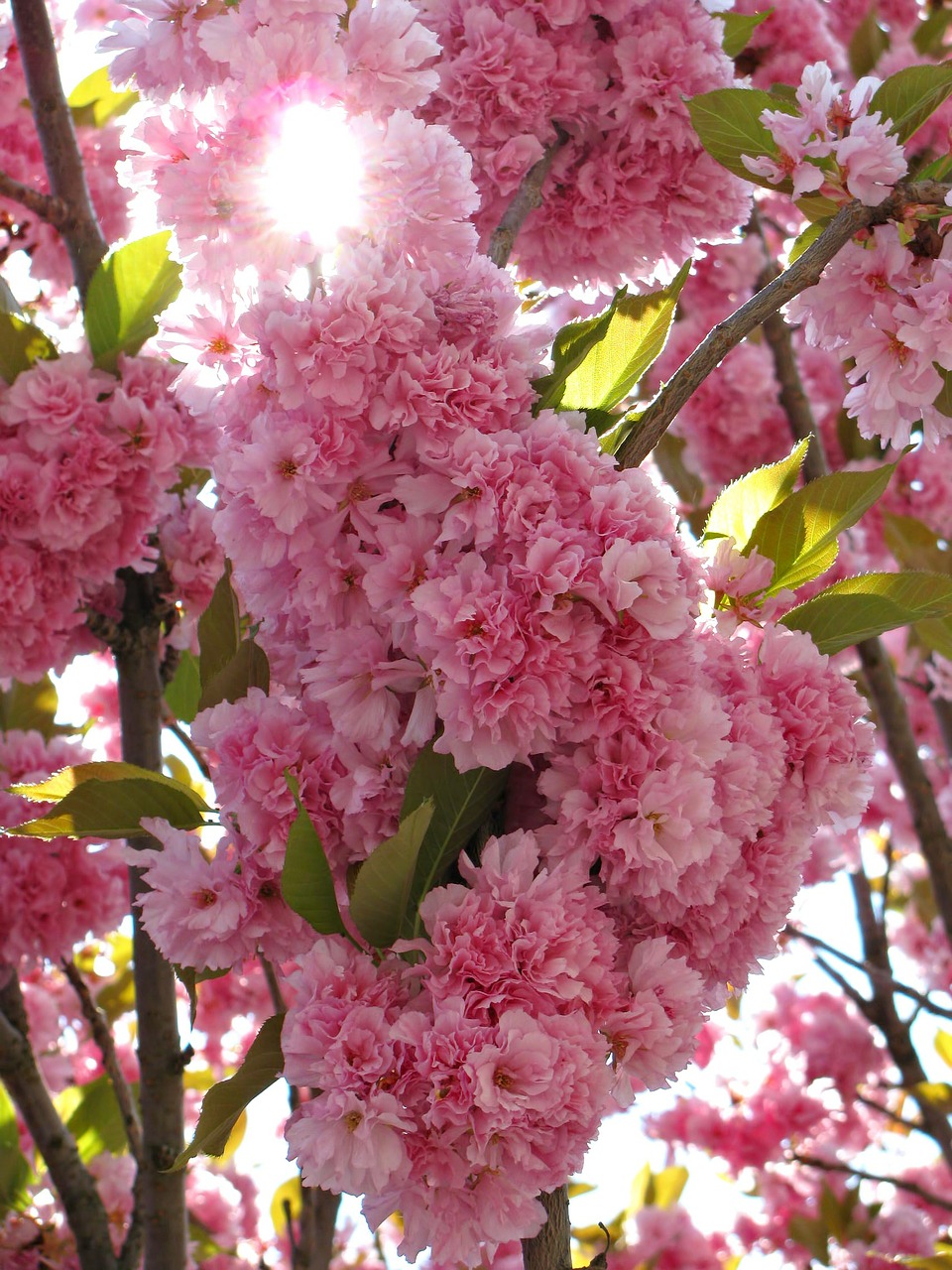 cherry tree blossom free photo