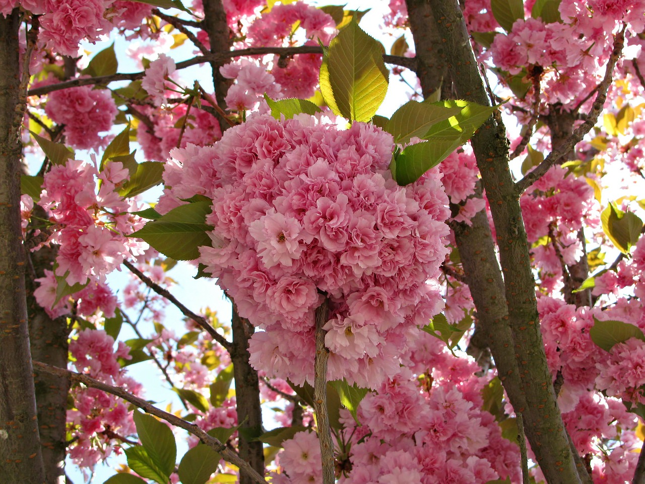 cherry tree blossom free photo