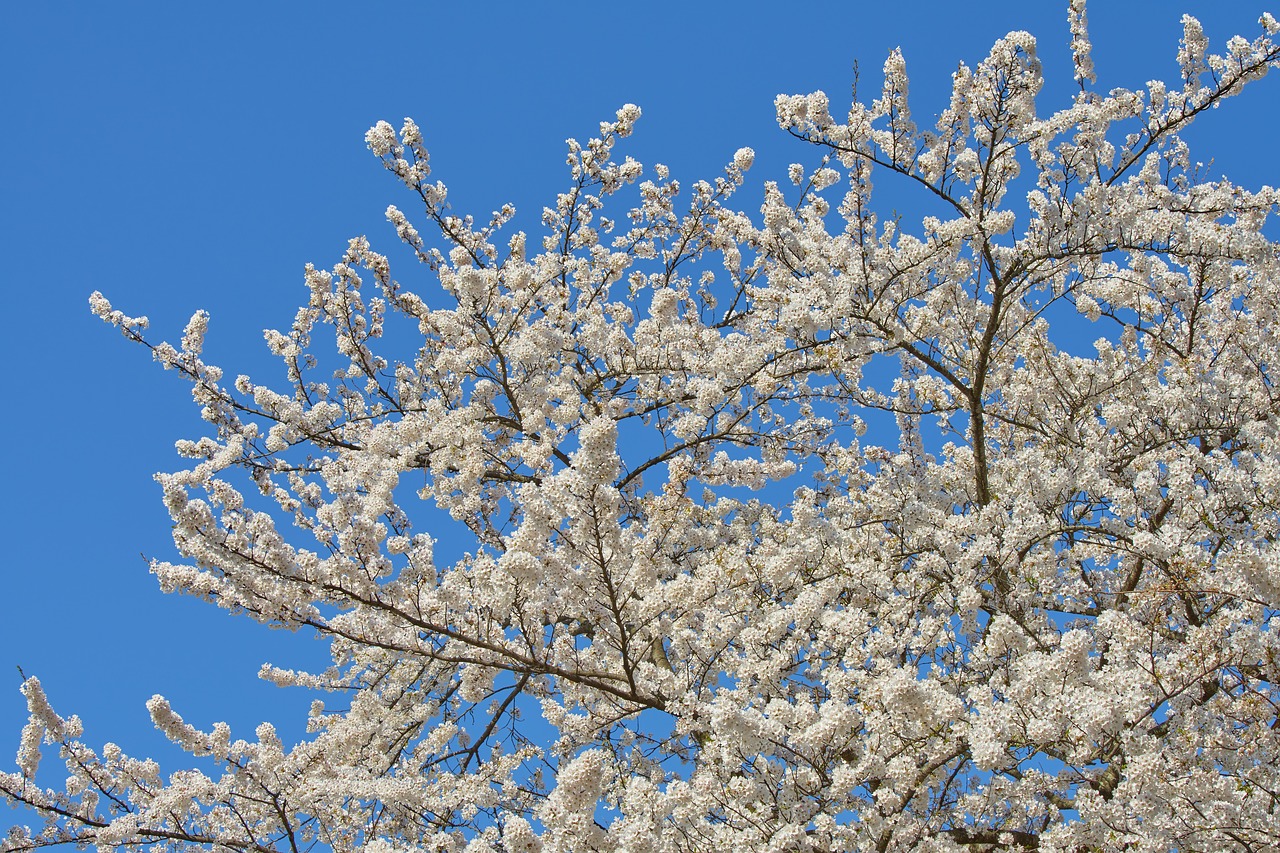 cherry japan spring free photo