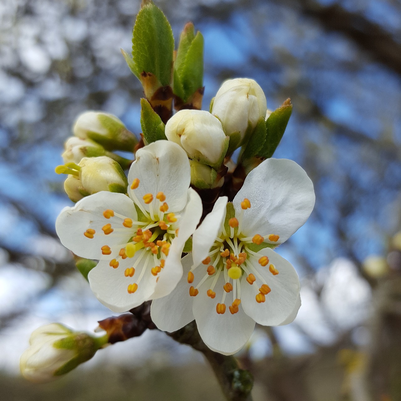 cherry blossom spring free photo