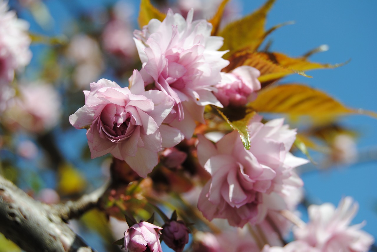 cherry tree sky free photo