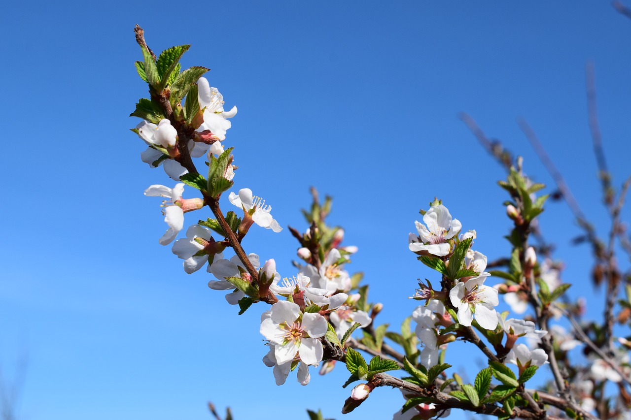 cherry bloom leaves free photo