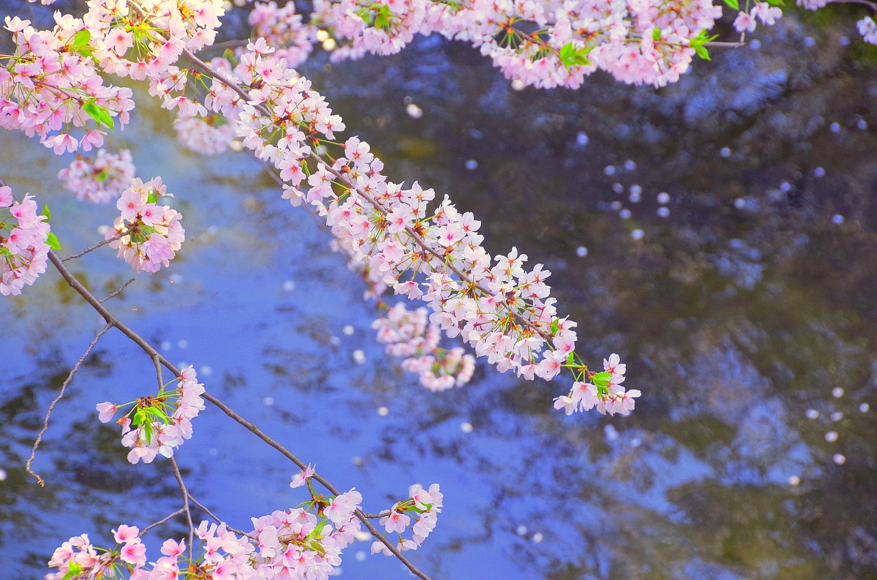 cherry japan river free photo