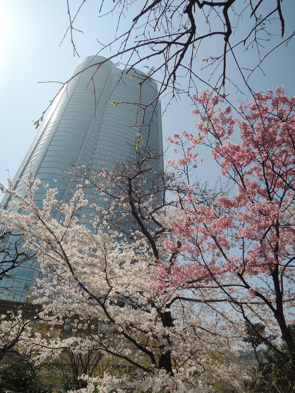 cherry roppongi hills mohri garden free photo