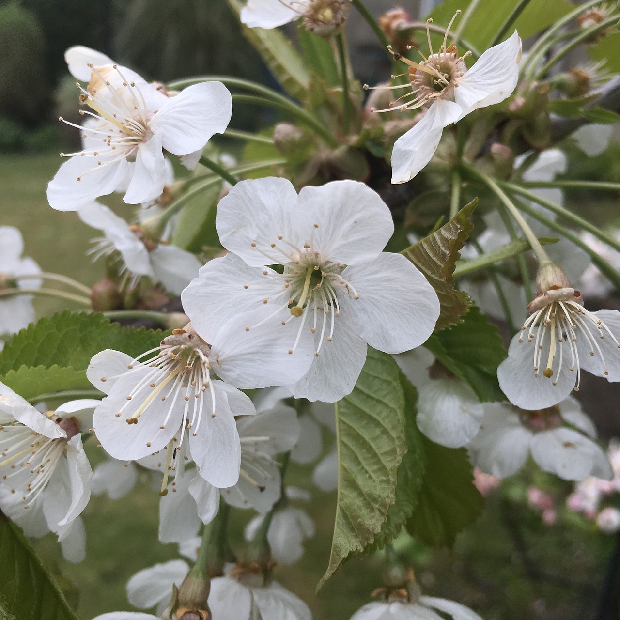 cherry cherry tree flower free photo