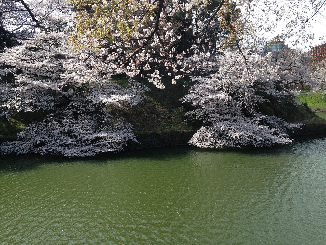 cherry pond spring free photo