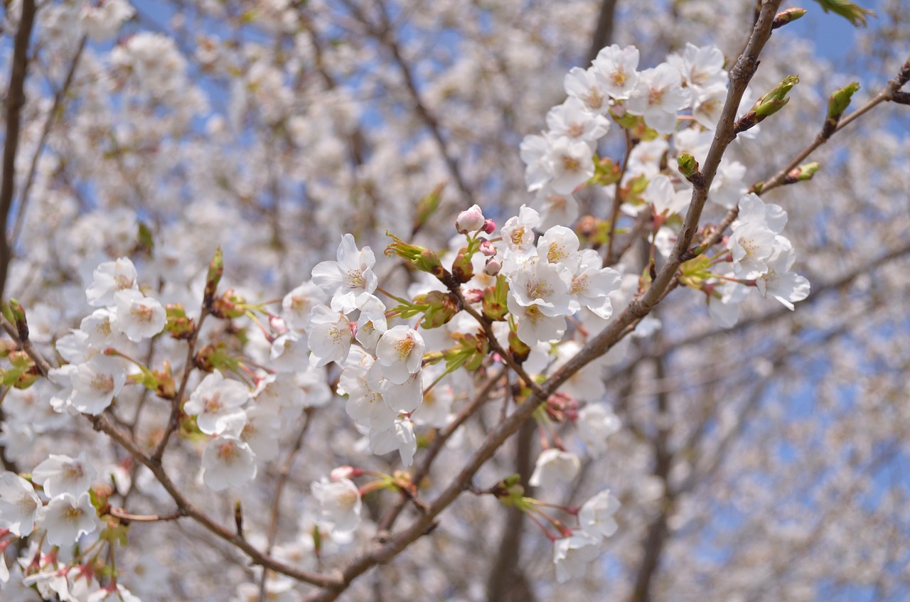 cherry japan flowers free photo