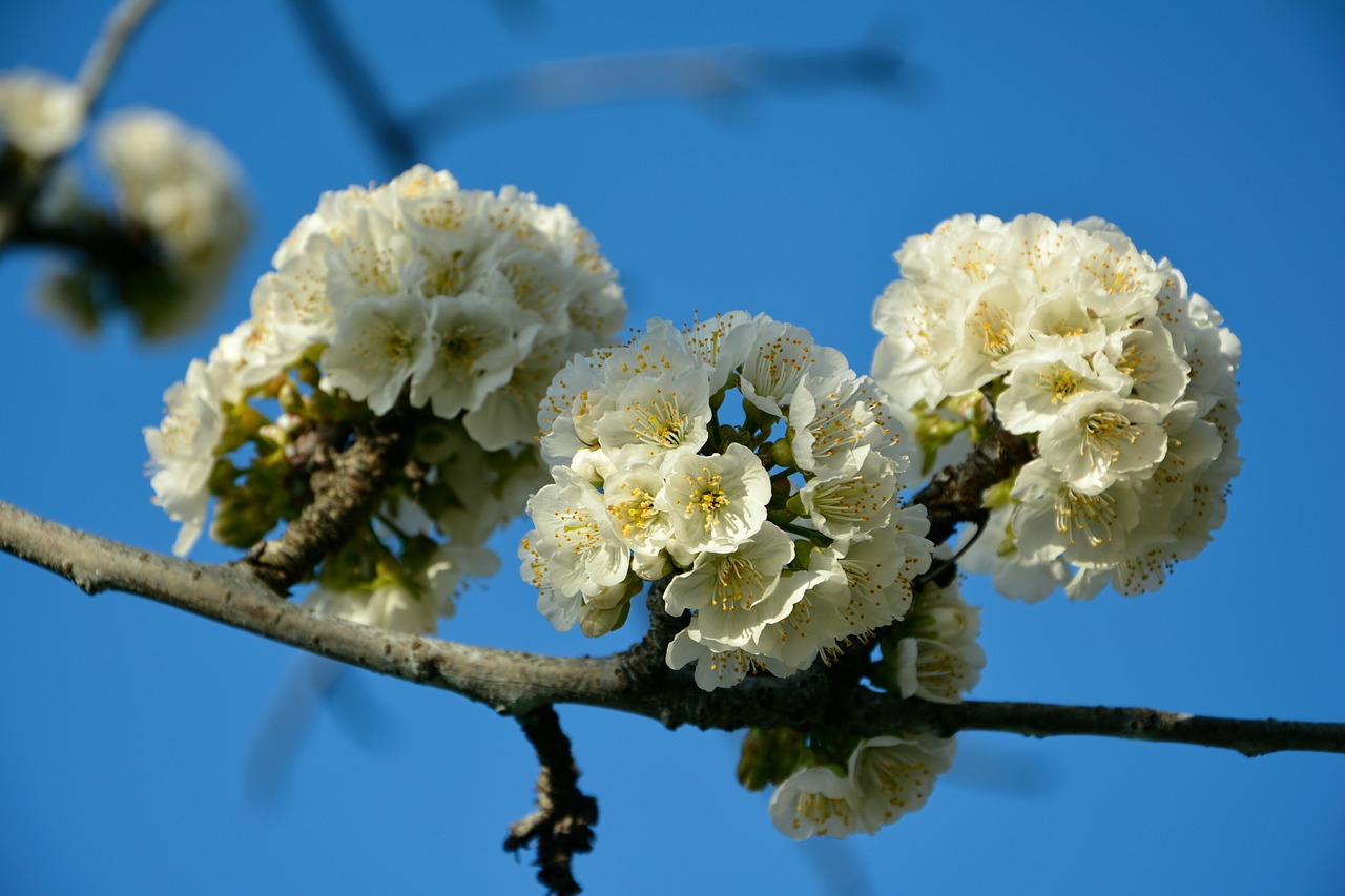 cherry flower spring free photo