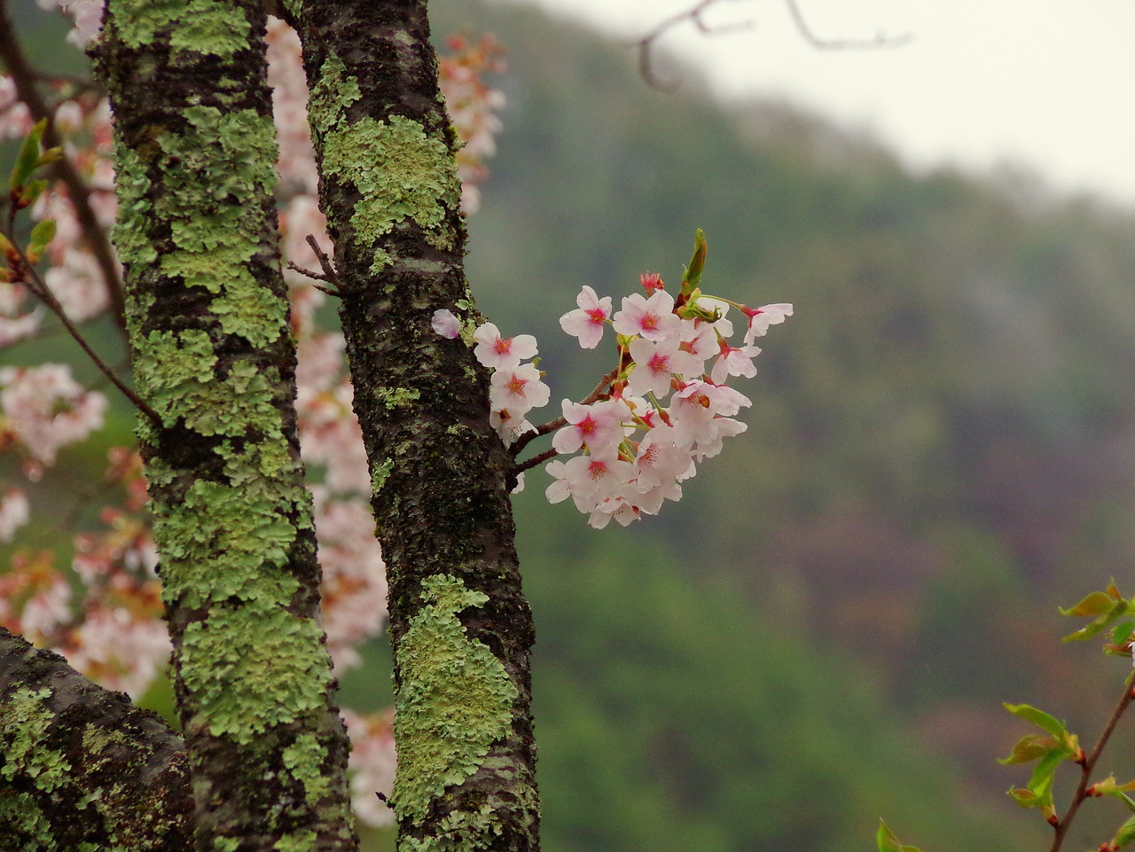 cherry japan takato cherry blossoms free photo
