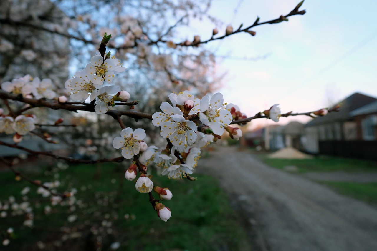 cherry blooms street free photo