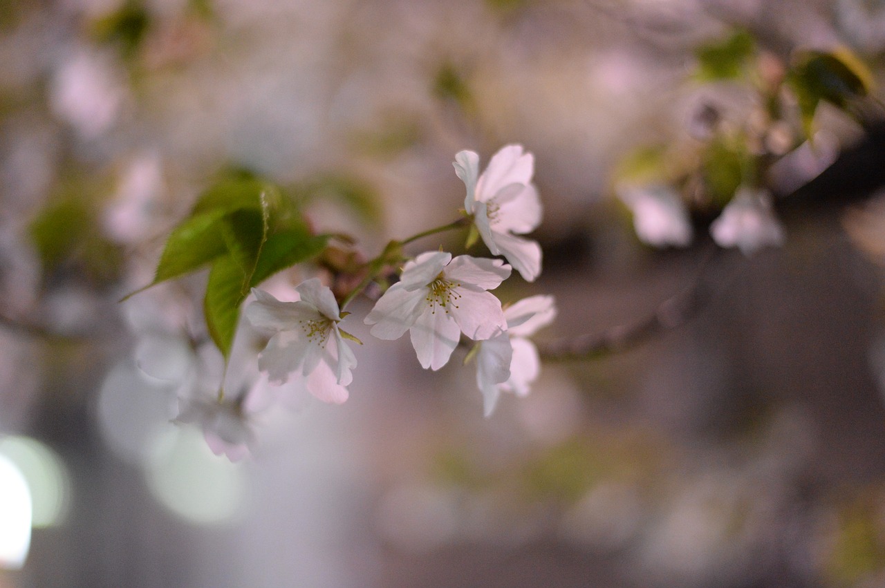 cherry cherry blossoms japan free photo