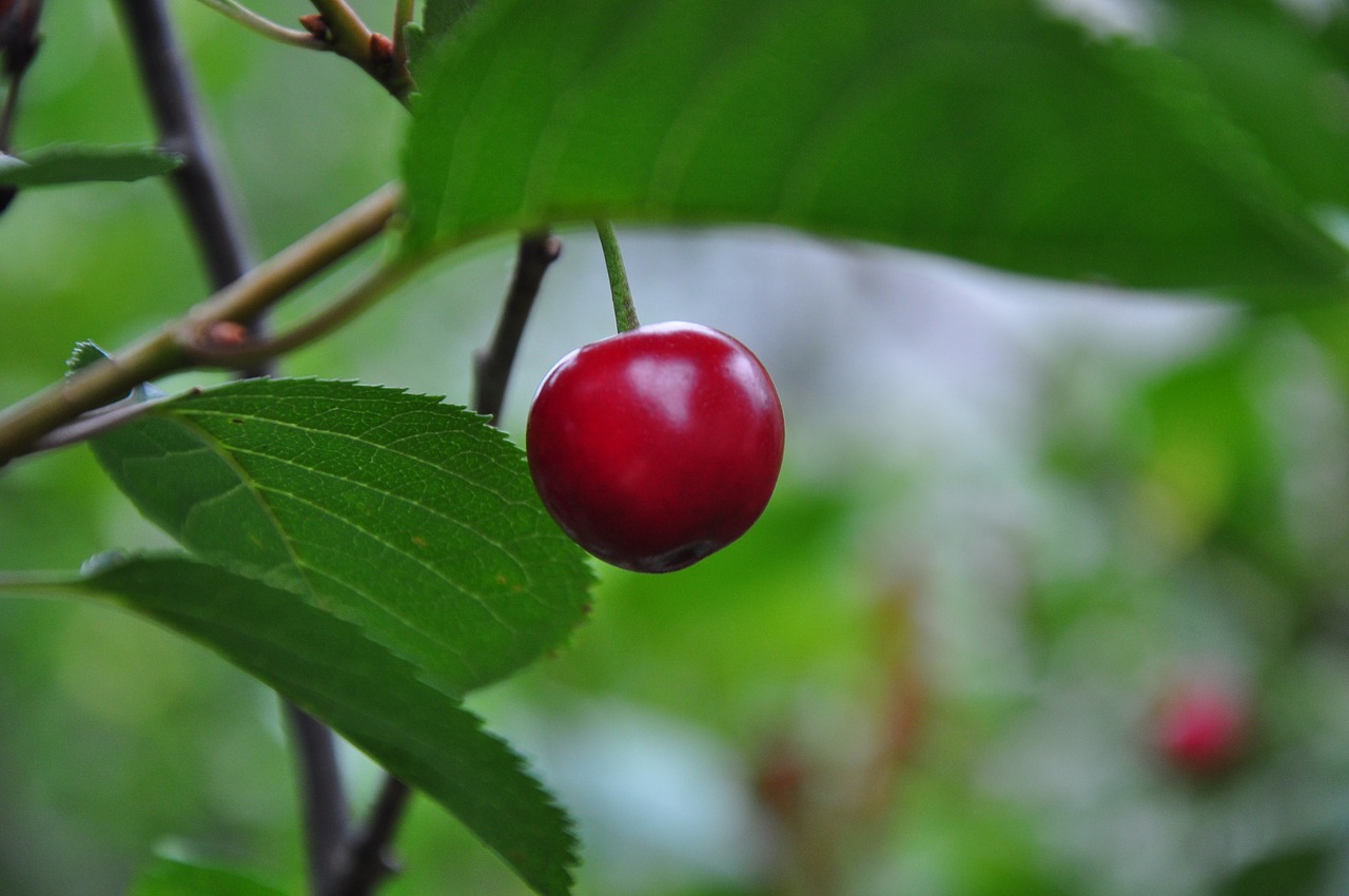 cherry nature fruit free photo