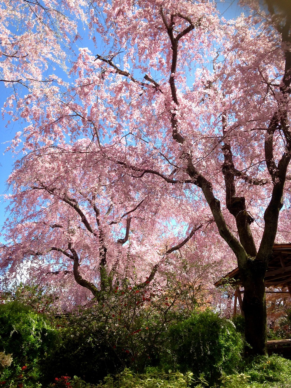 cherry spring cherry blossom viewing free photo