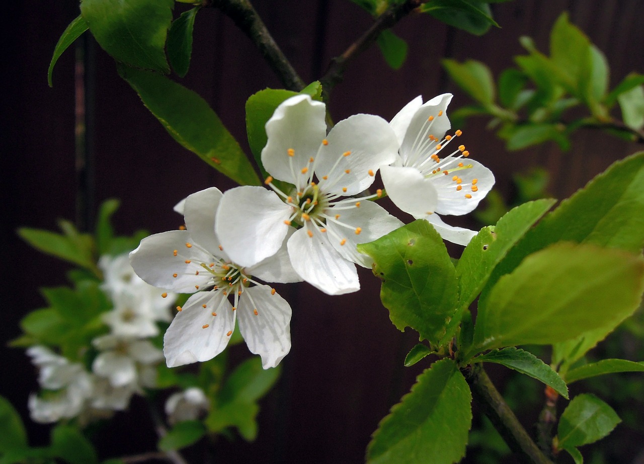 cherry flowers cherry blossoms free photo