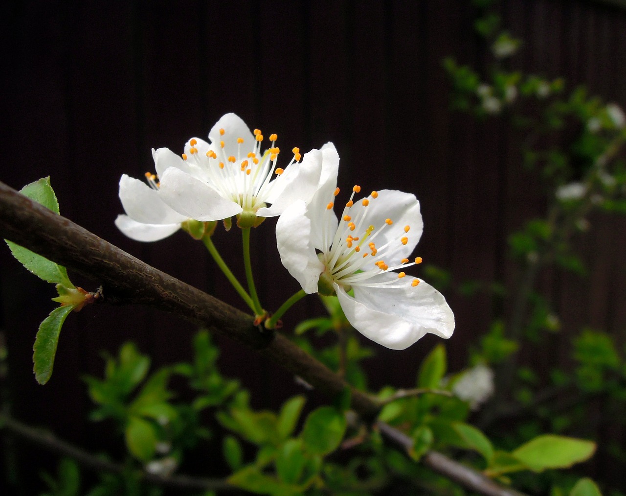 White blossoms. Цветущая вишня. Белая Сакура. Цветы с черешней. Вишневые цветы.