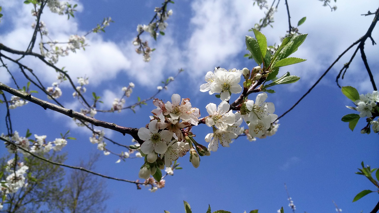 cherry tree flower free photo