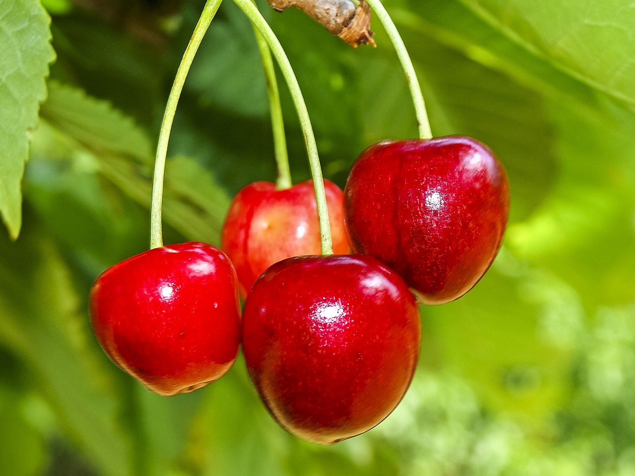 cherry fruit tree free photo