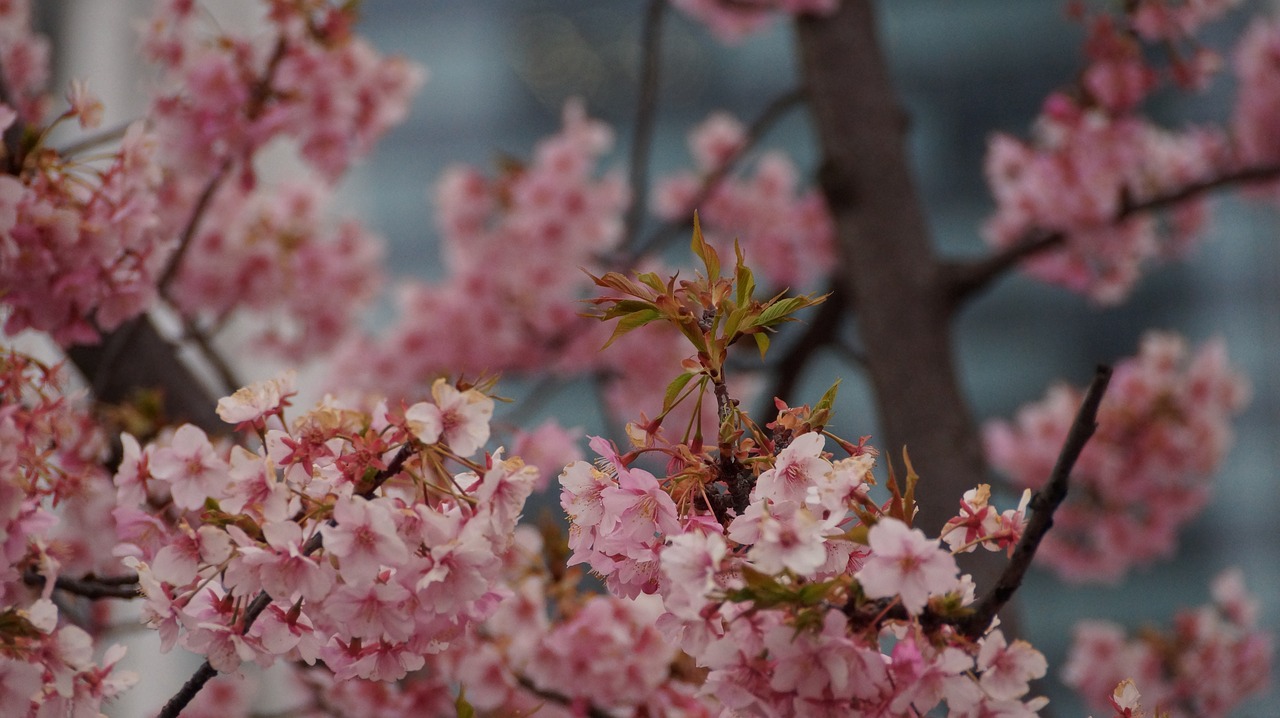 cherry tree japan free photo