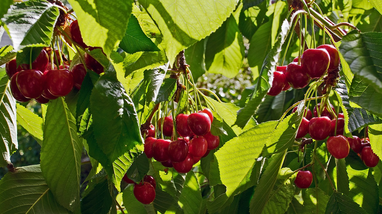 cherry red green free photo