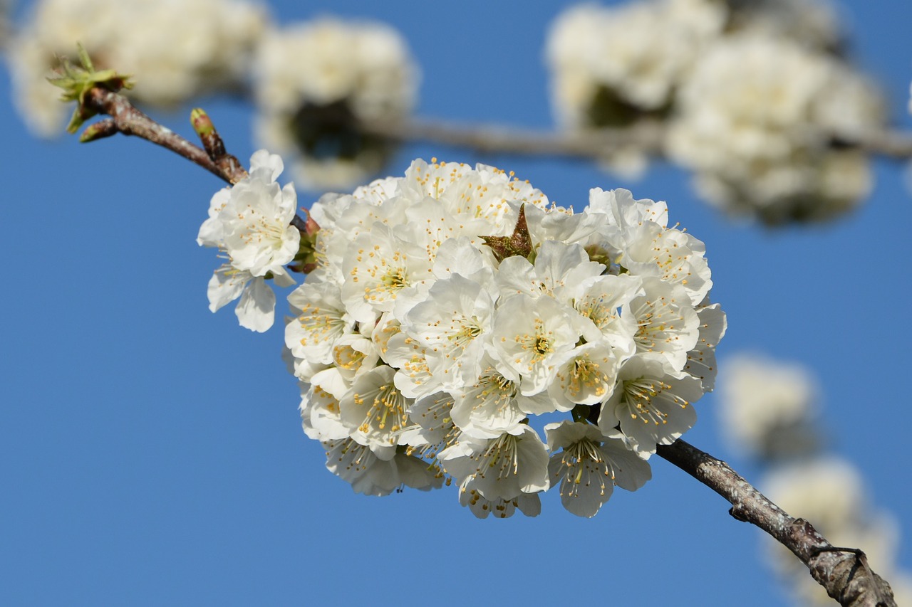 cherry flower sprig free photo