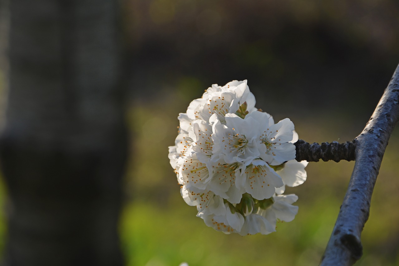 cherry flower sprig free photo