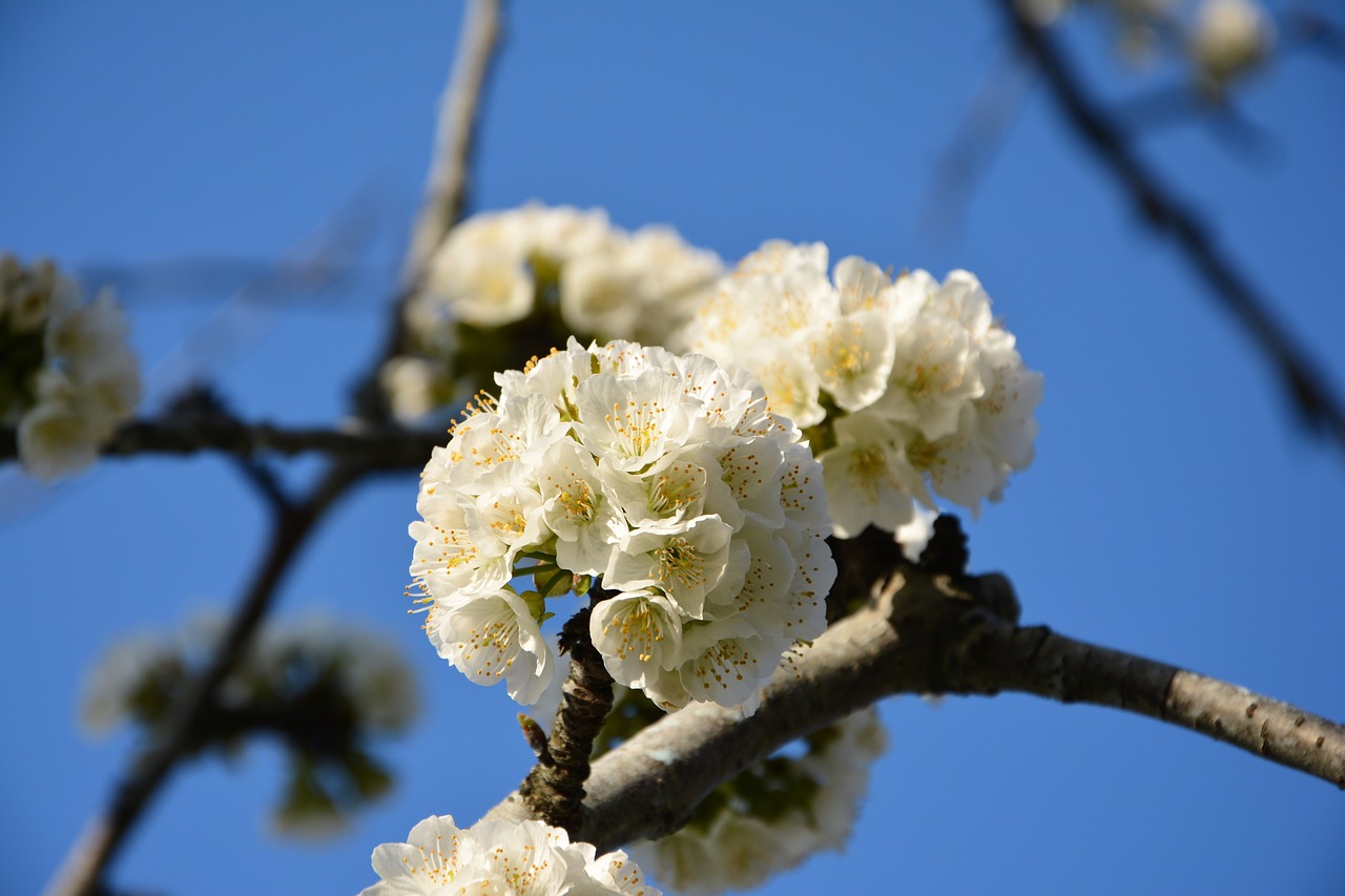 cherry flower sprig free photo