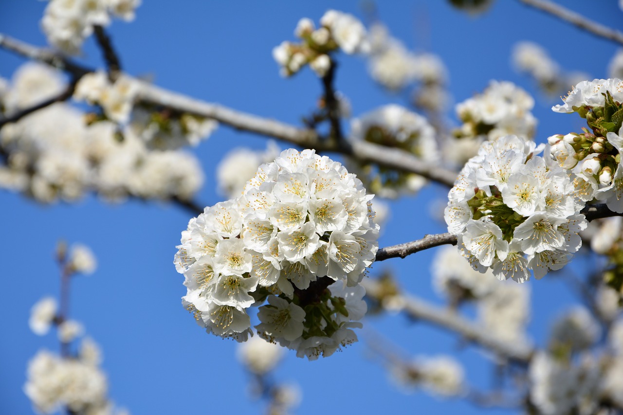 cherry flower sprig free photo