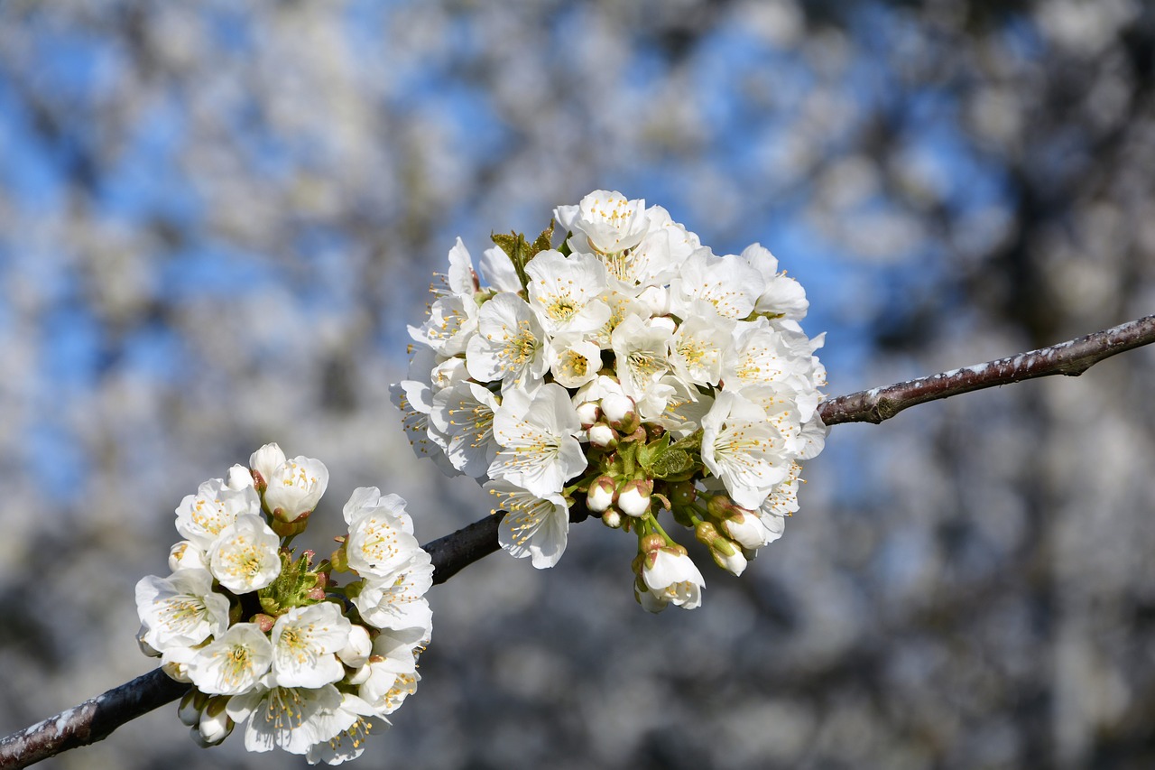 cherry flower sprig free photo