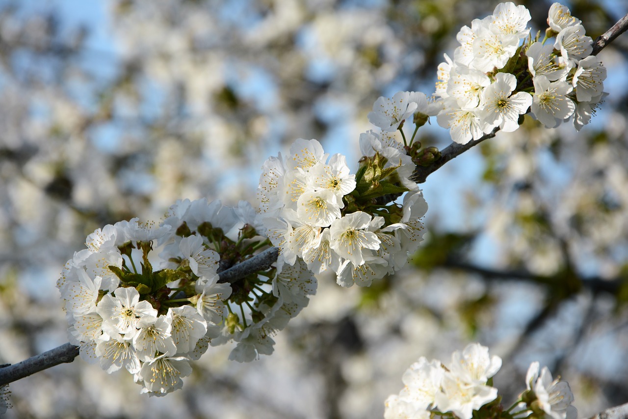 cherry flower sprig free photo