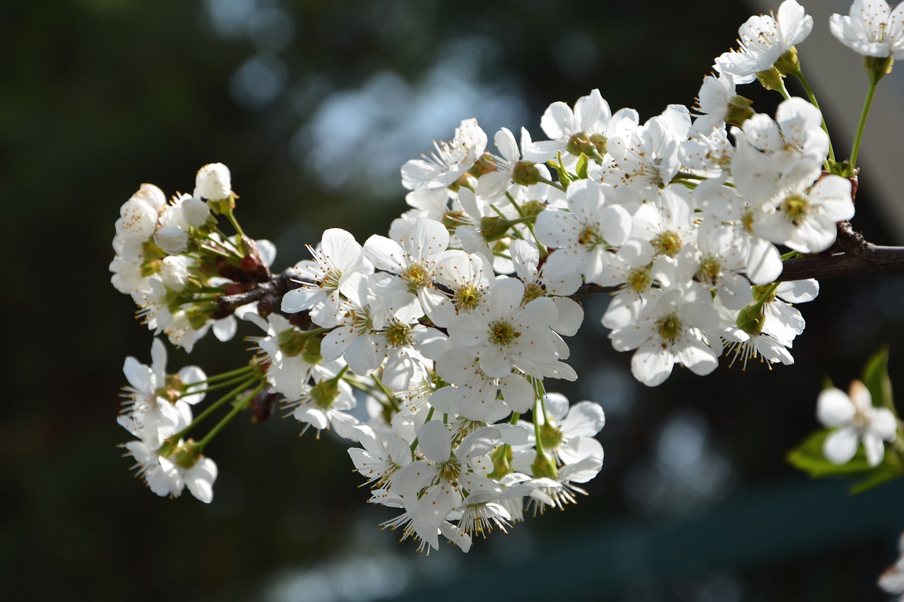 cherry flower sprig free photo