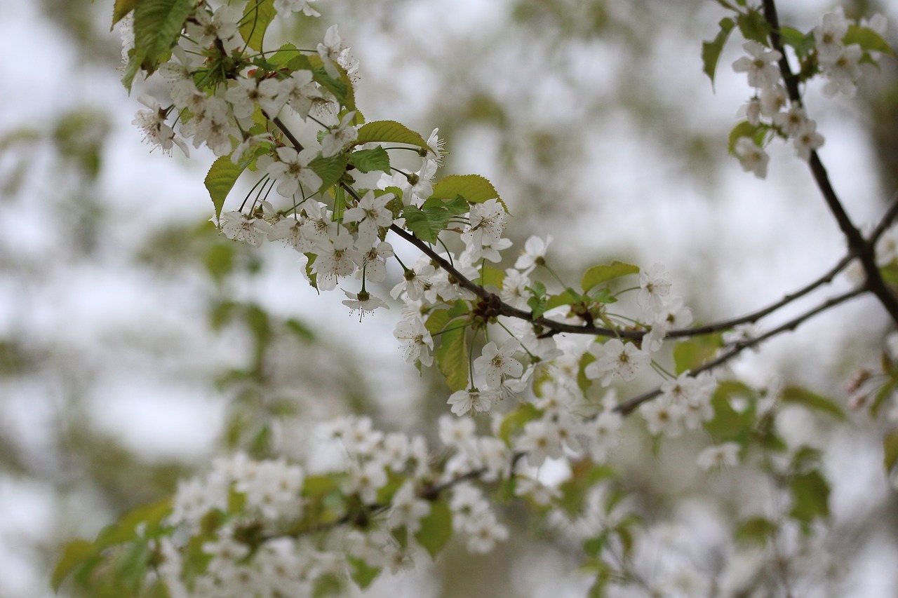 cherry tree cherry harvest free photo