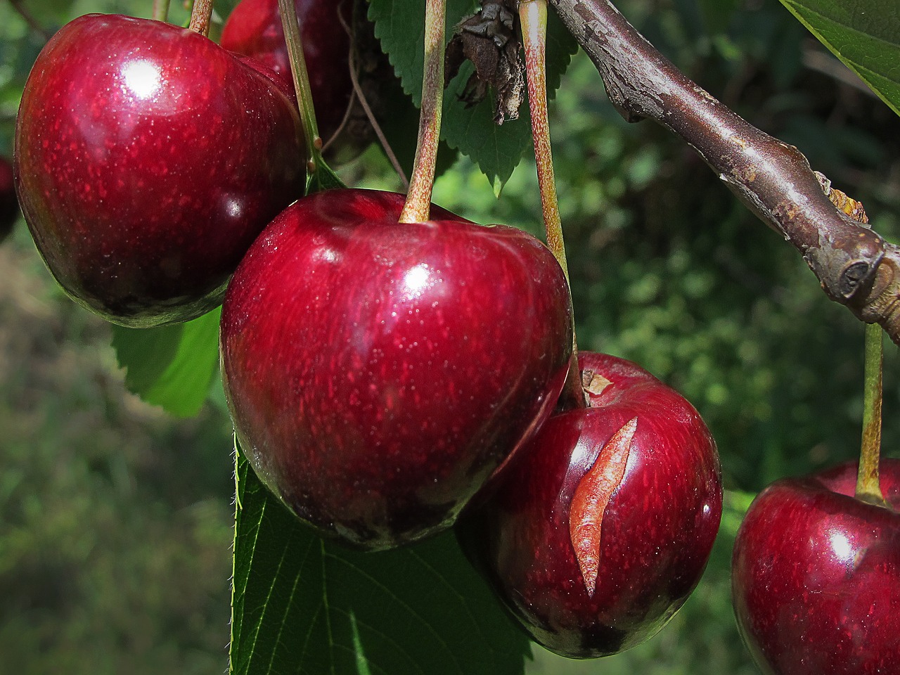 cherry cherries sweet cherry free photo