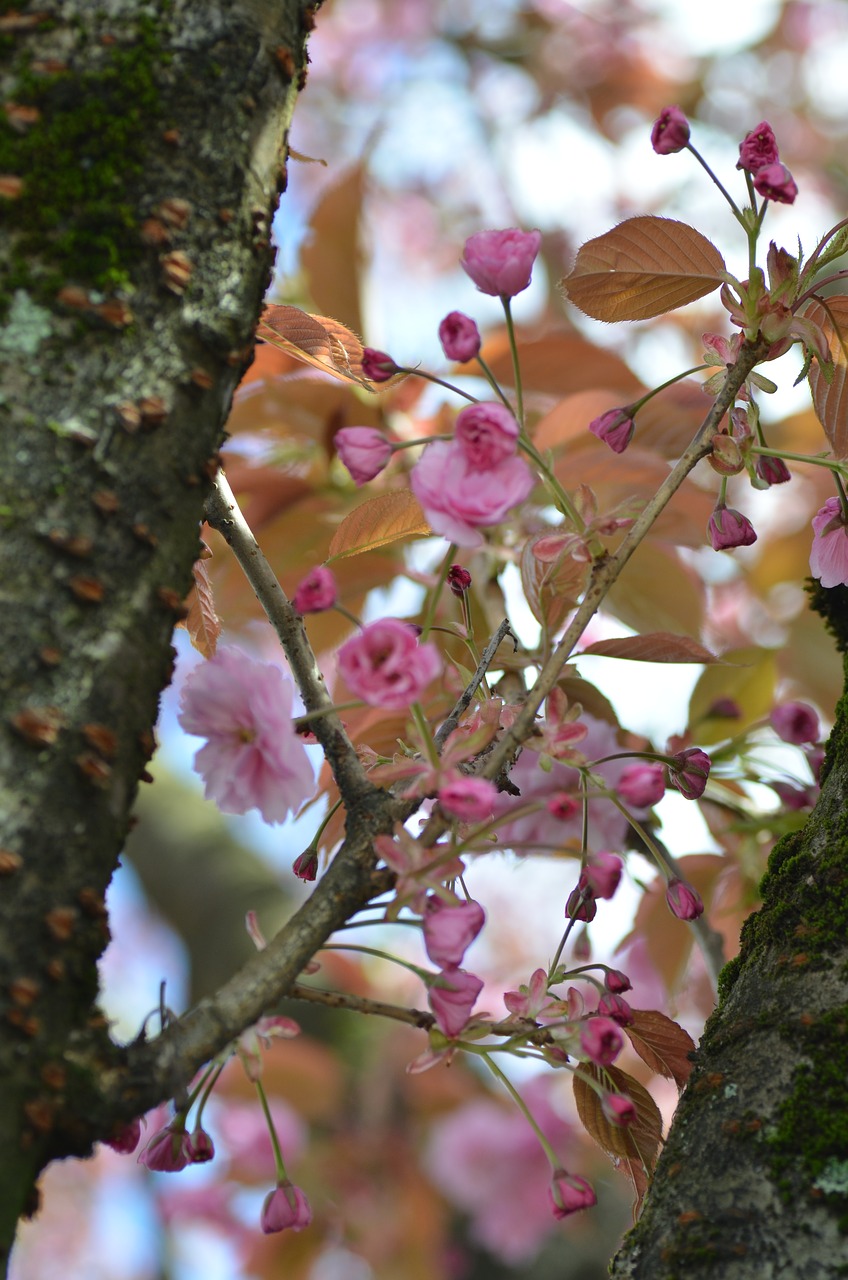 cherry blossoms spring free photo