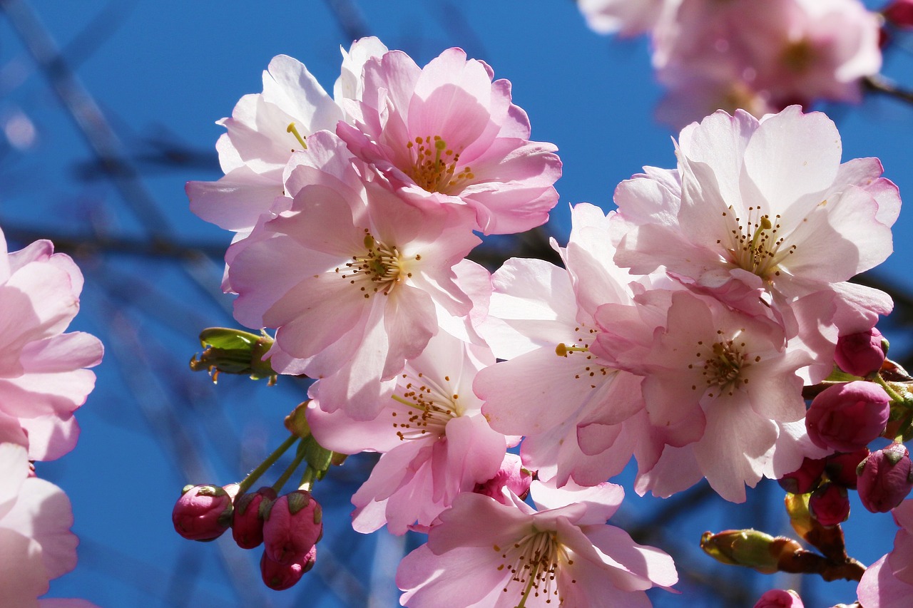 cherry prunus cherry blossom free photo