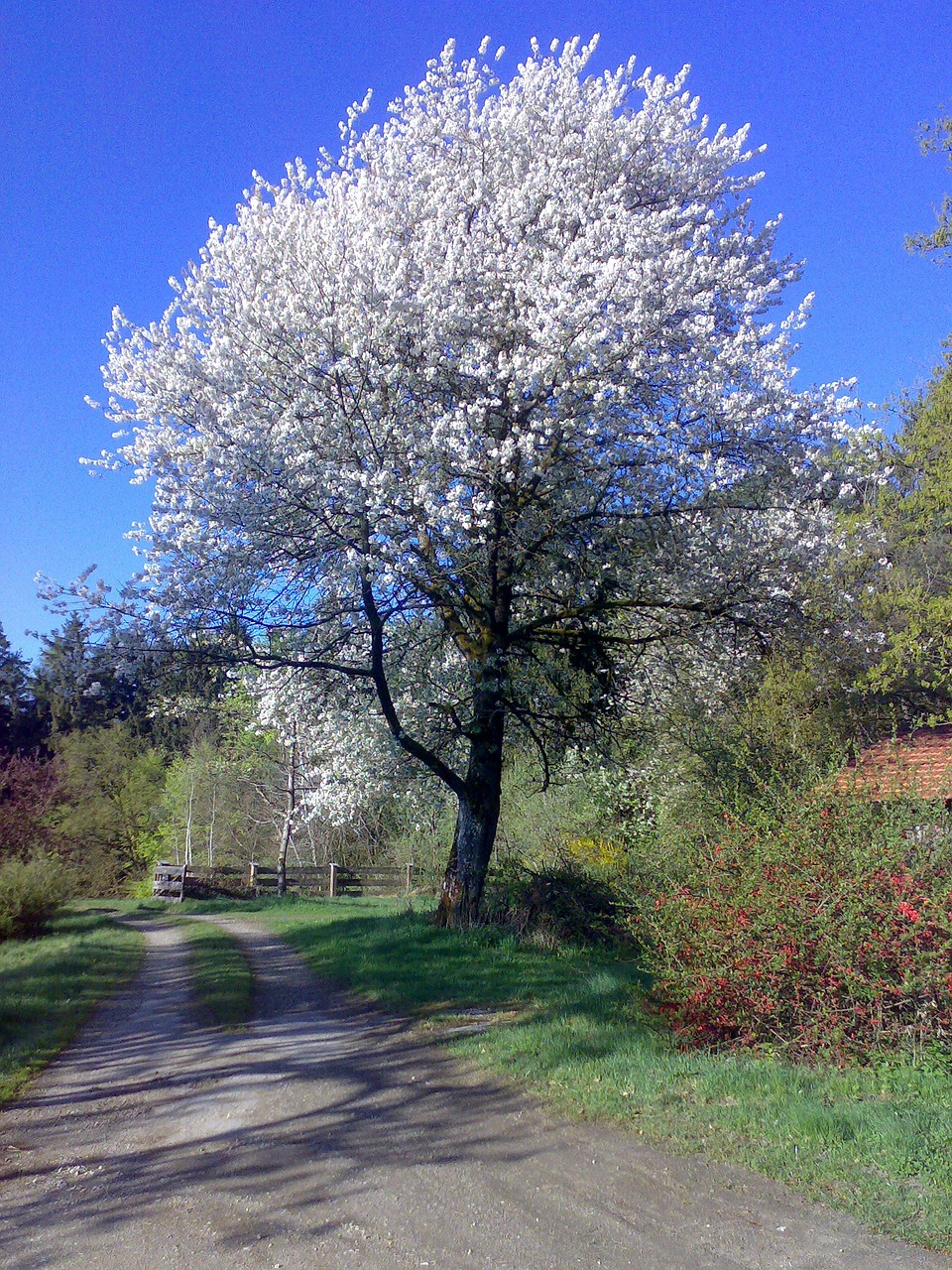 cherry blossom bloom free photo