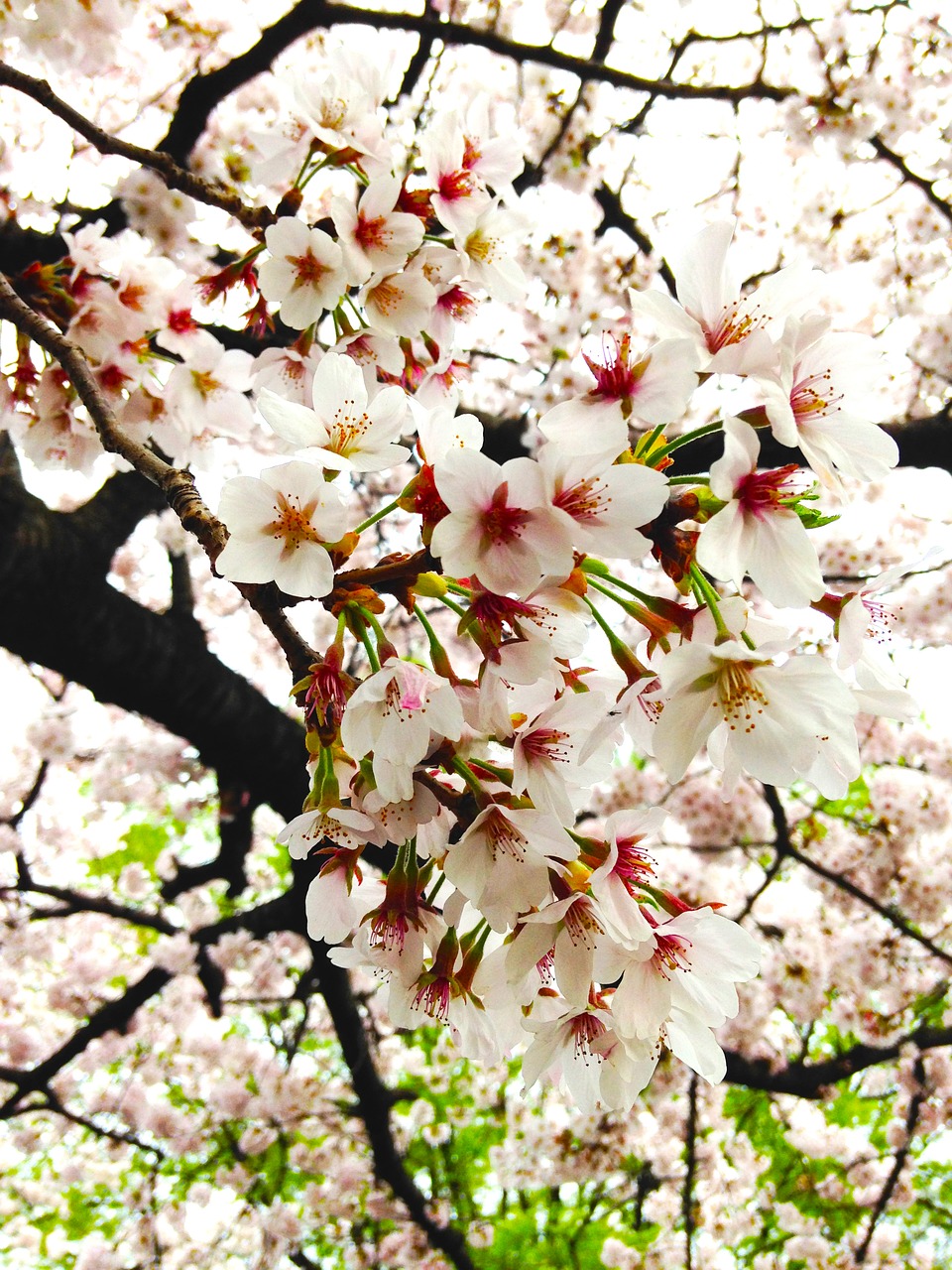 cherry in full bloom spring free photo