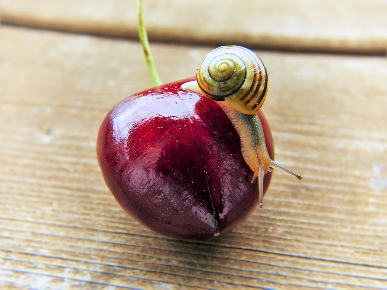 cherry snail shell free photo