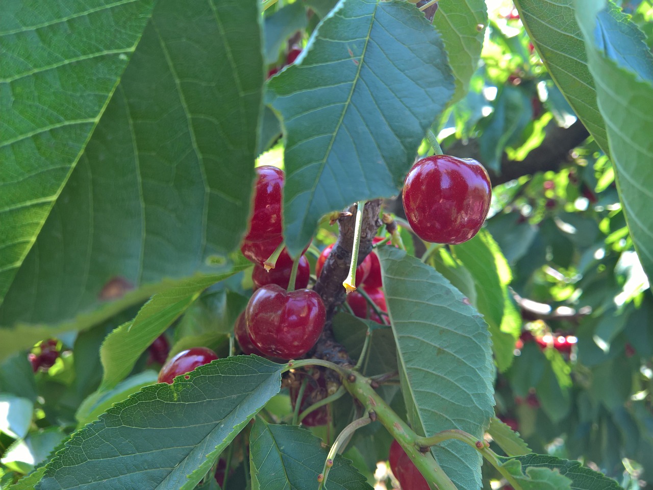 cherry nature fruit free photo