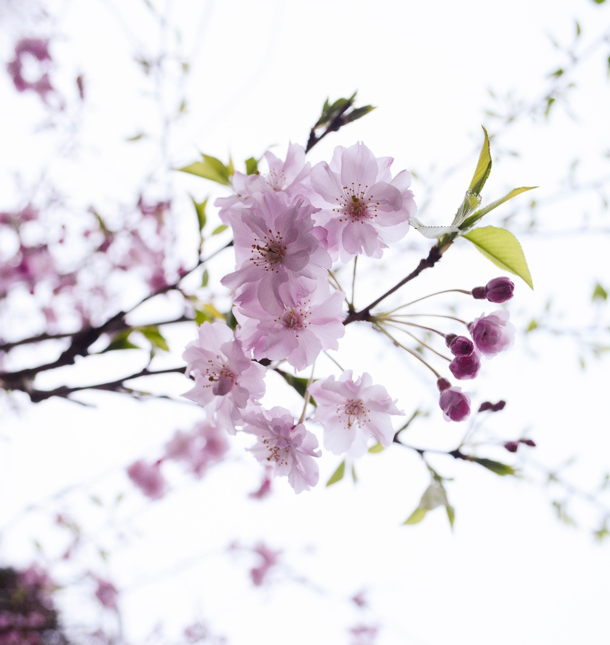 cherry pink flowers free photo