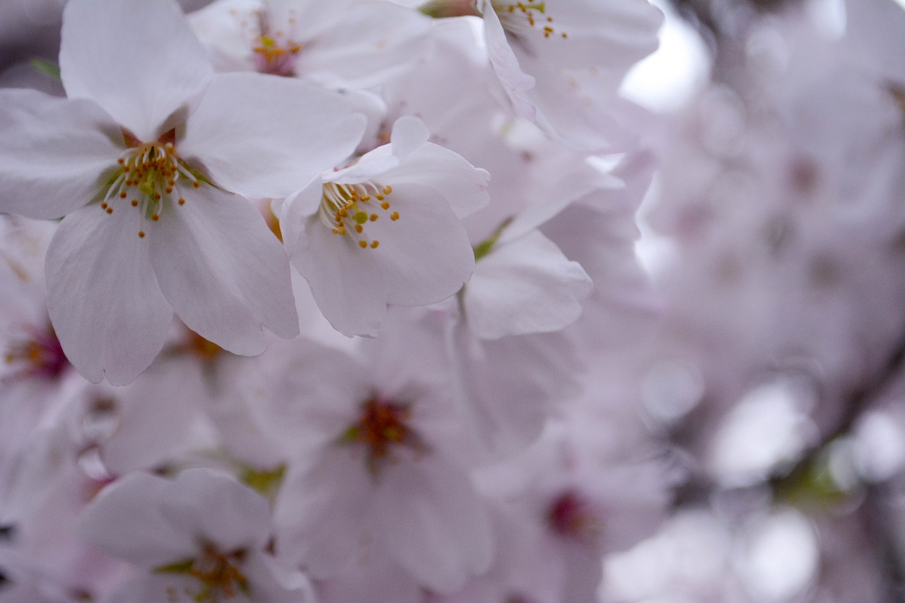 cherry petal spring free photo