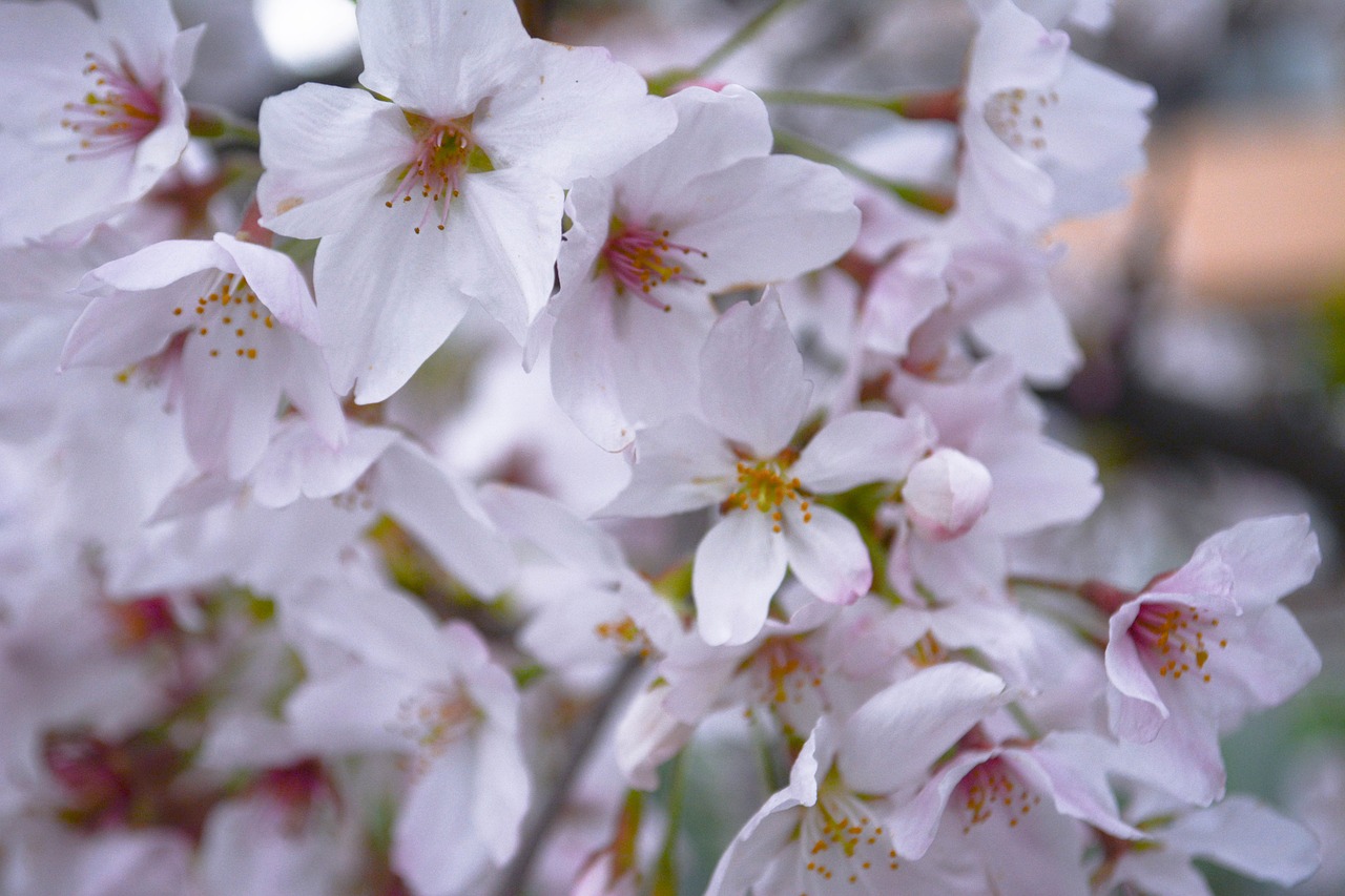 cherry petal spring free photo