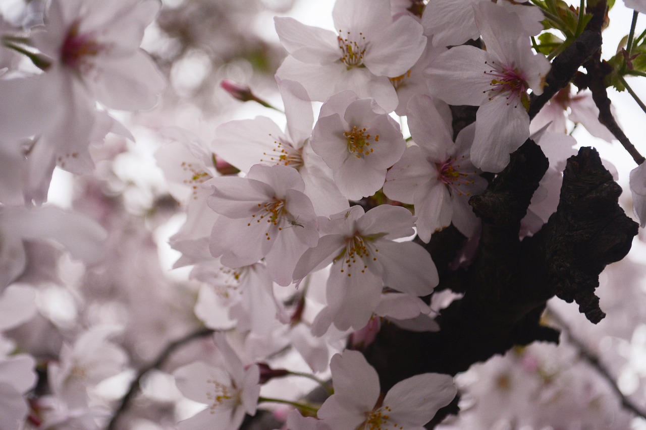 cherry petal spring free photo