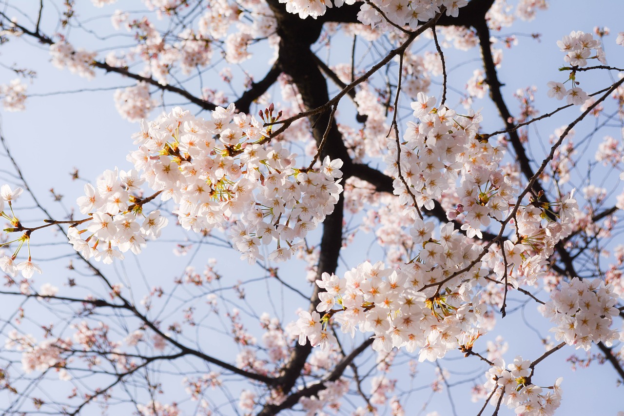 cherry spring japan free photo